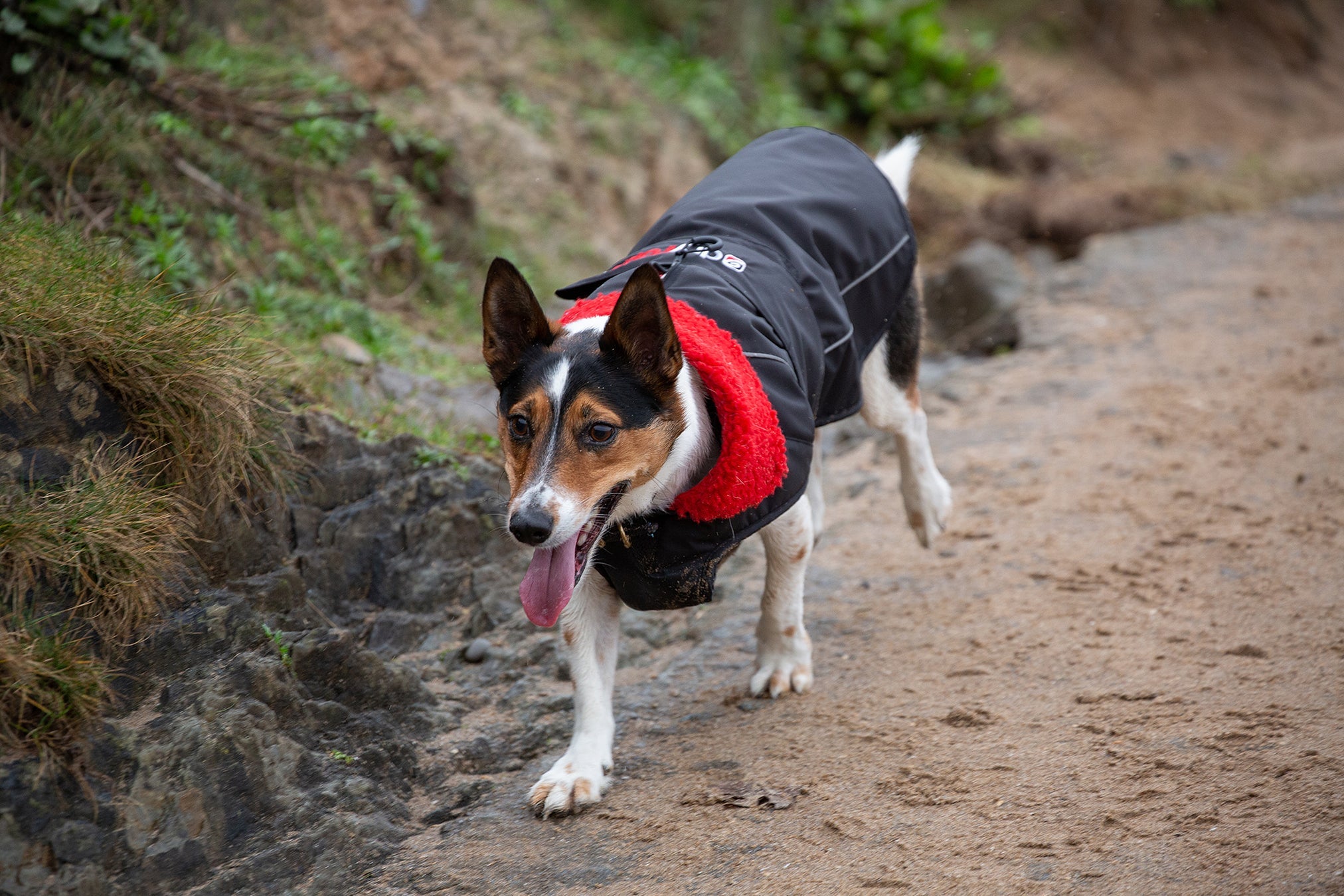 Dryrobe® dog - WATERPROOF DOG COAT - BLACK/RED