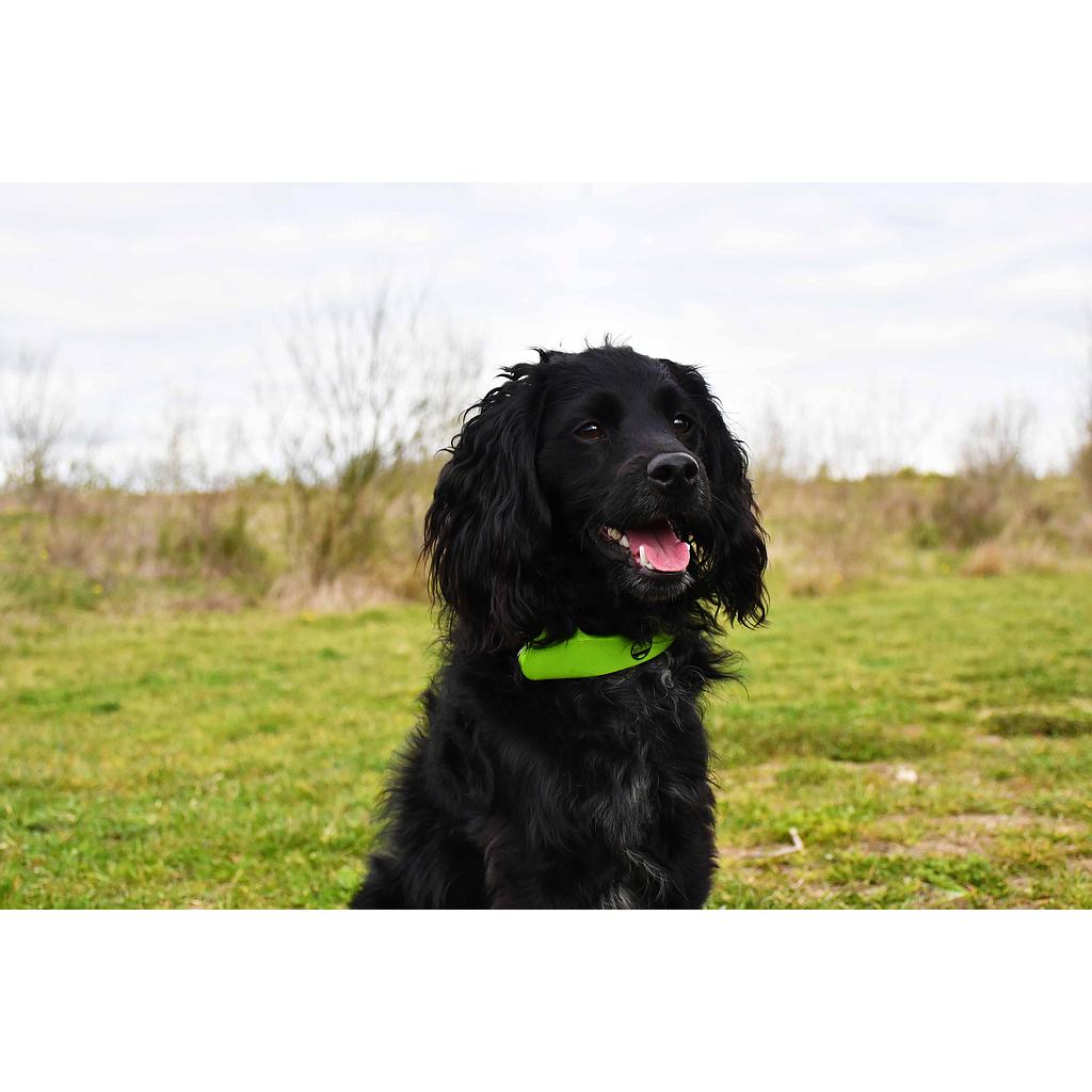 SIX PEAKS LED DOG COLLAR LIGHT