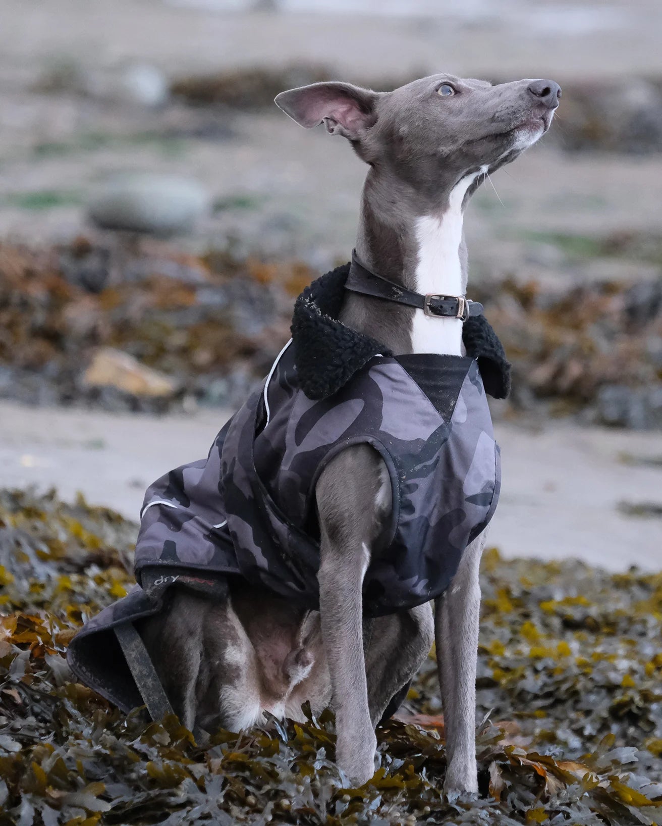 Dryrobe® dog - WATERPROOF DOG COAT - BLACK CAMO